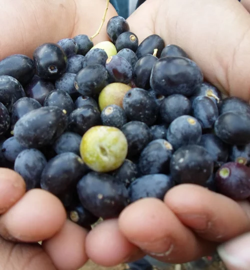 des mains des élevés tenant des olives